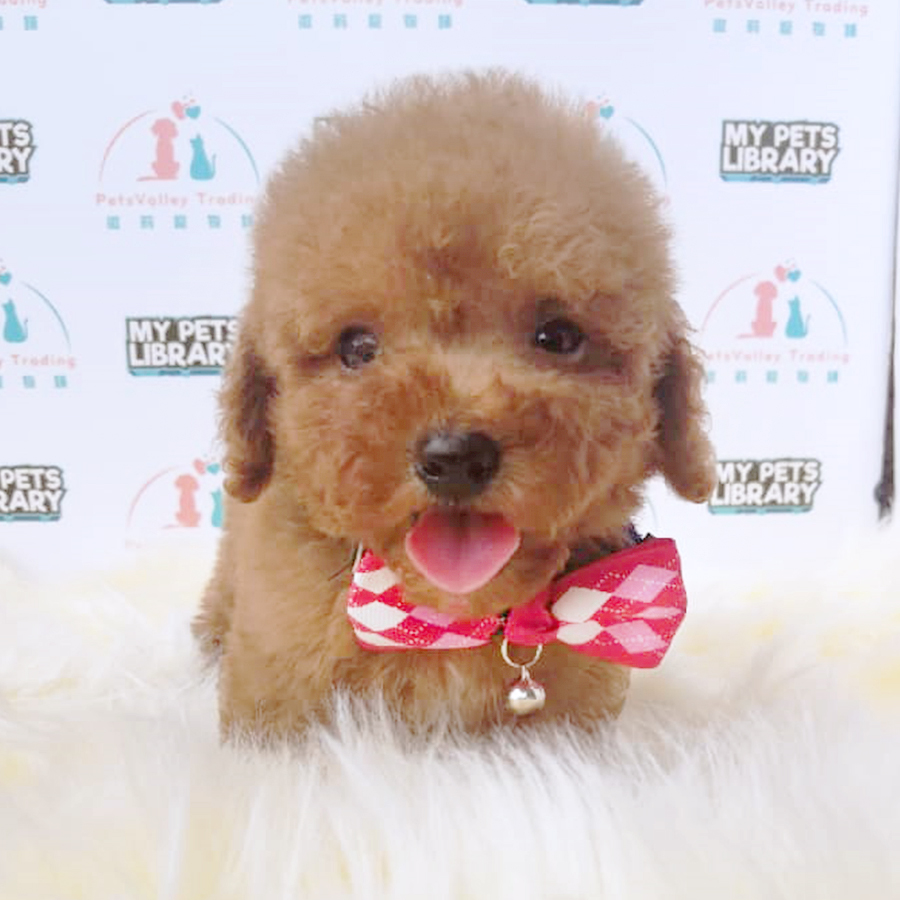 Brown Tiny Toy Poodle Puppy (Male) For Sale
