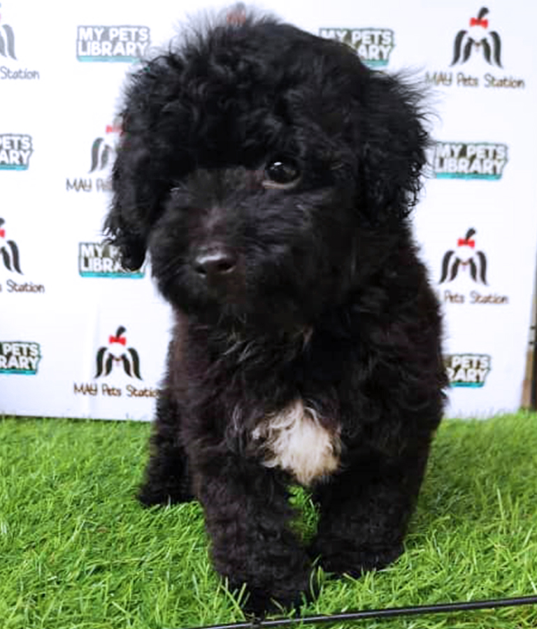 Black Tiny Toy Poodle Puppy (Female) For Sale