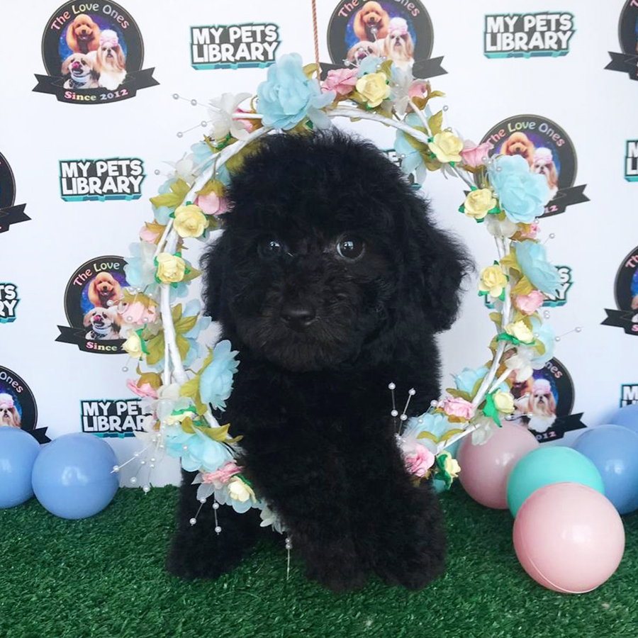 Solid Blue Toy Poodle Puppy (Male) For Sale