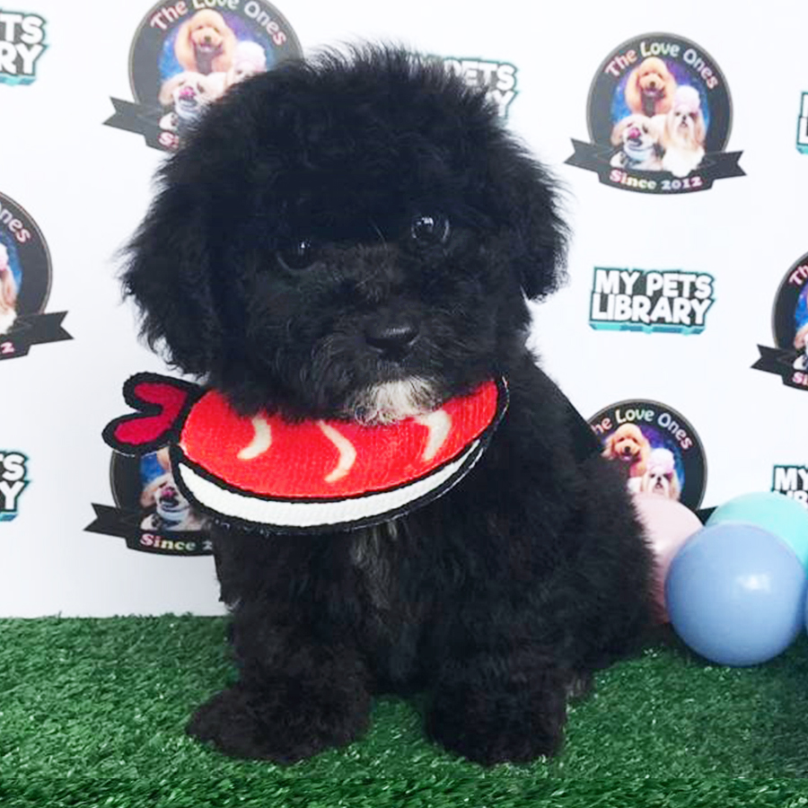 Blue Toy Poodle Puppy (Male) For Sale