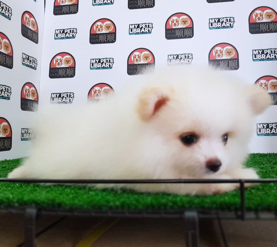 Pomeranian Puppy (Female) For Sale