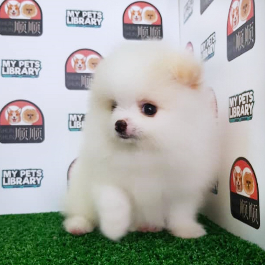 Pomeranian Puppy (Male) For Sale
