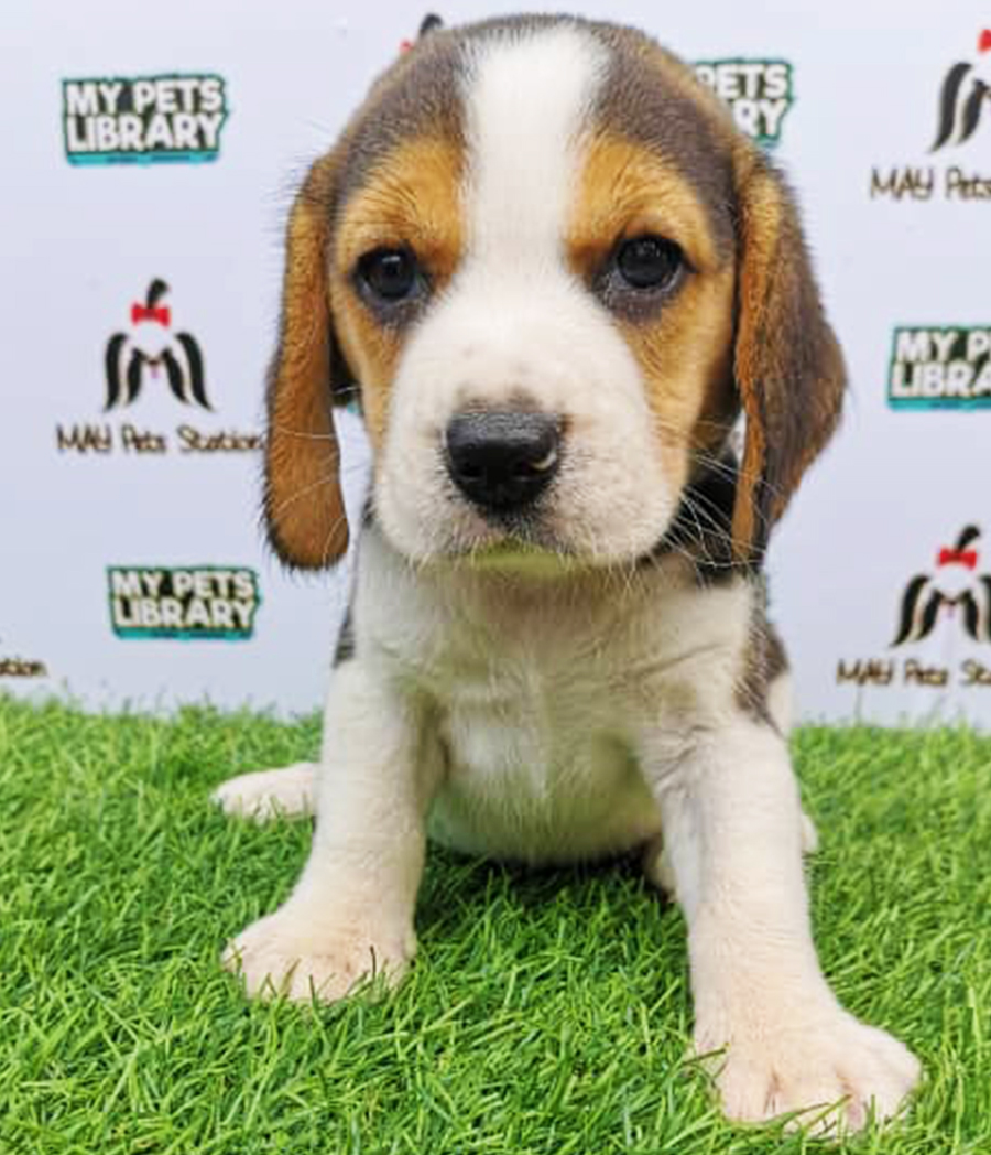Beagle Puppy (Female) For Sale