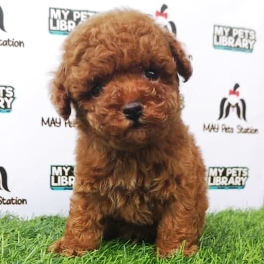 Brown Toy Poodle Puppy (Male) For Sale