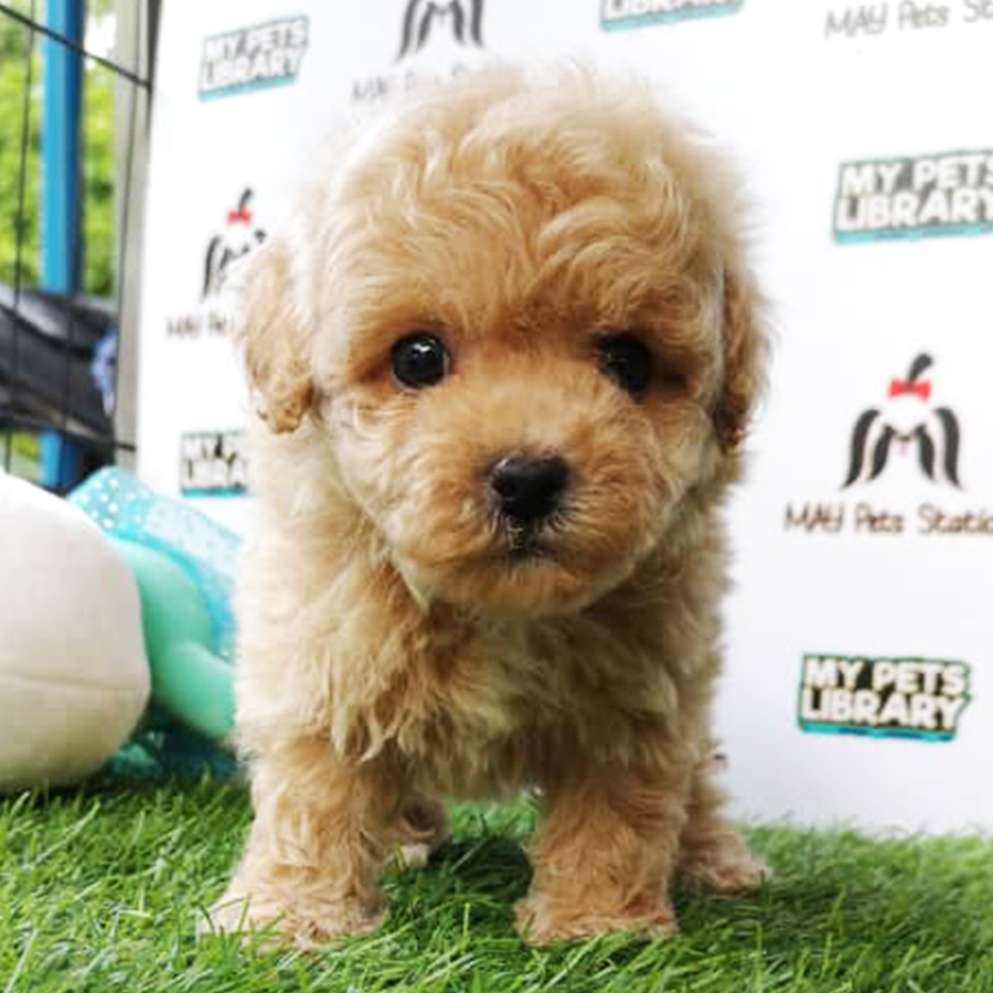 Cream Tiny Poodle Puppy (Female) For Sale