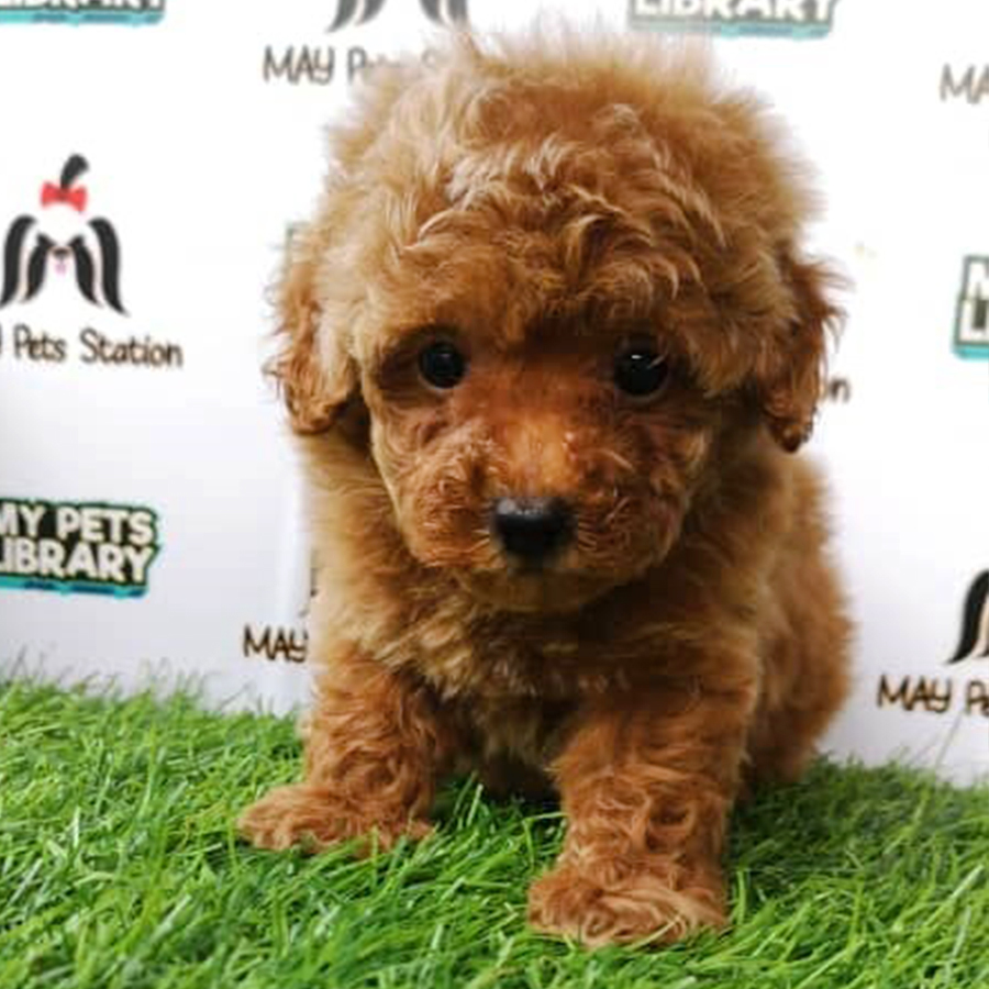 Brown Toy Poodle Puppy (Female) For Sale