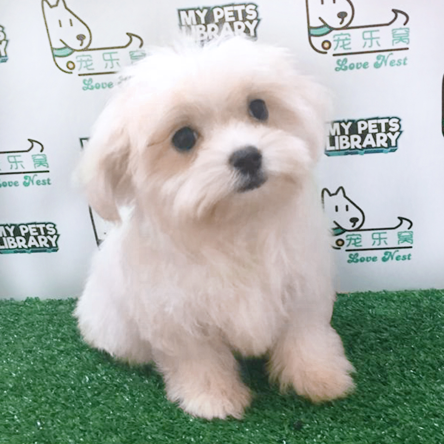 White Maltese Puppy (Male) For Sale