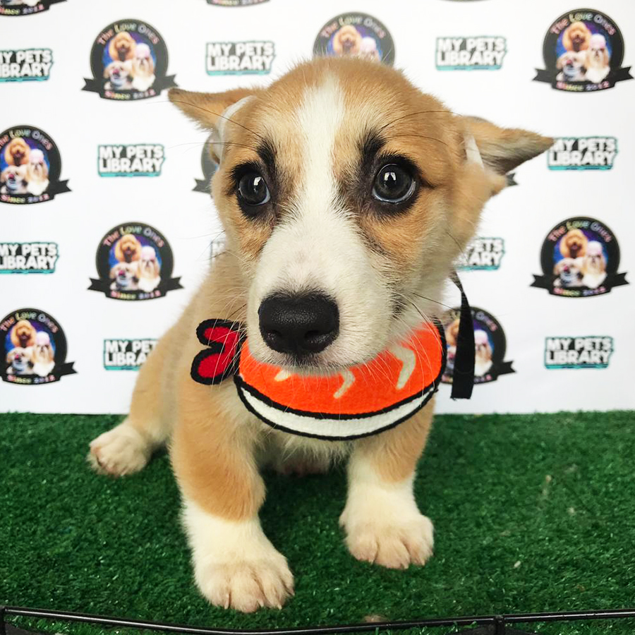 China Imported Welsh Corgi For Sale