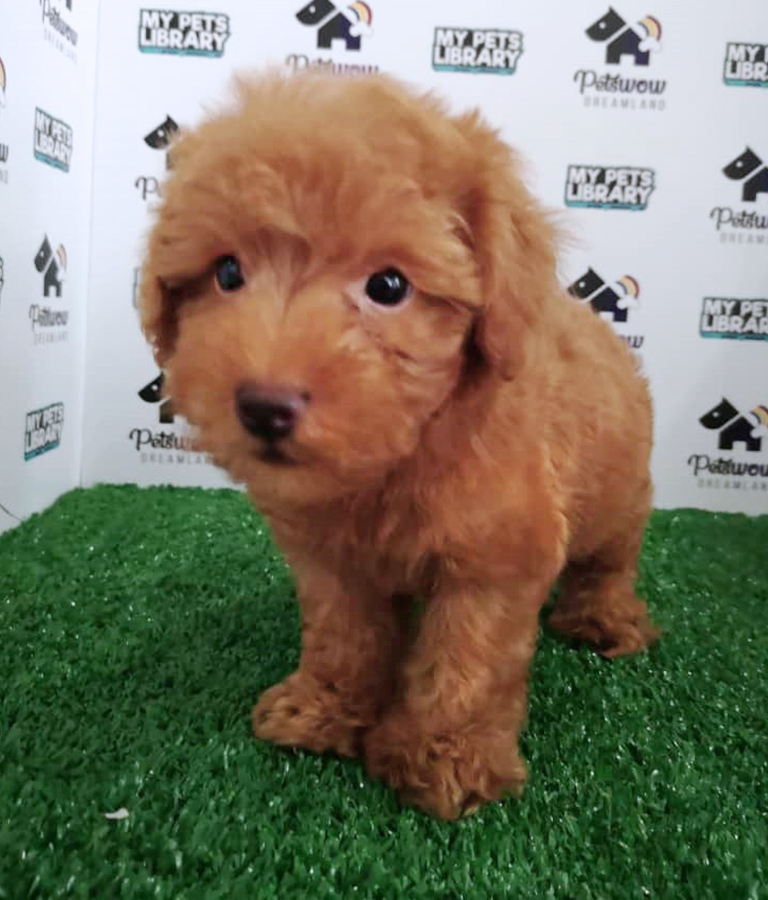 Red Toy Poodle Puppy (Female) For Sale