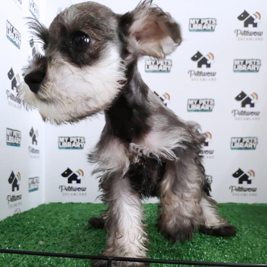 Schnauzer Puppy (Female) For Sale