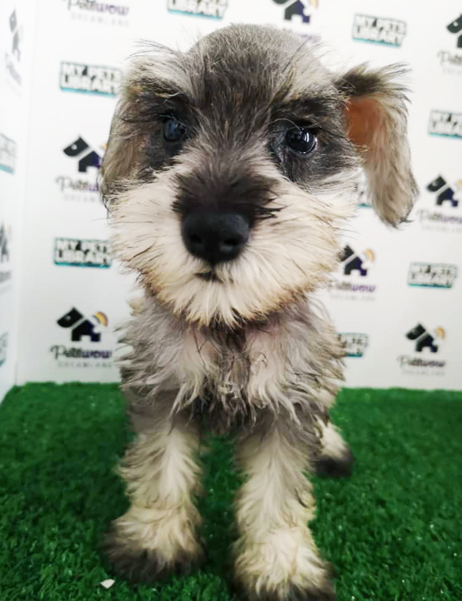 Schnauzer Puppy (Male) For Sale