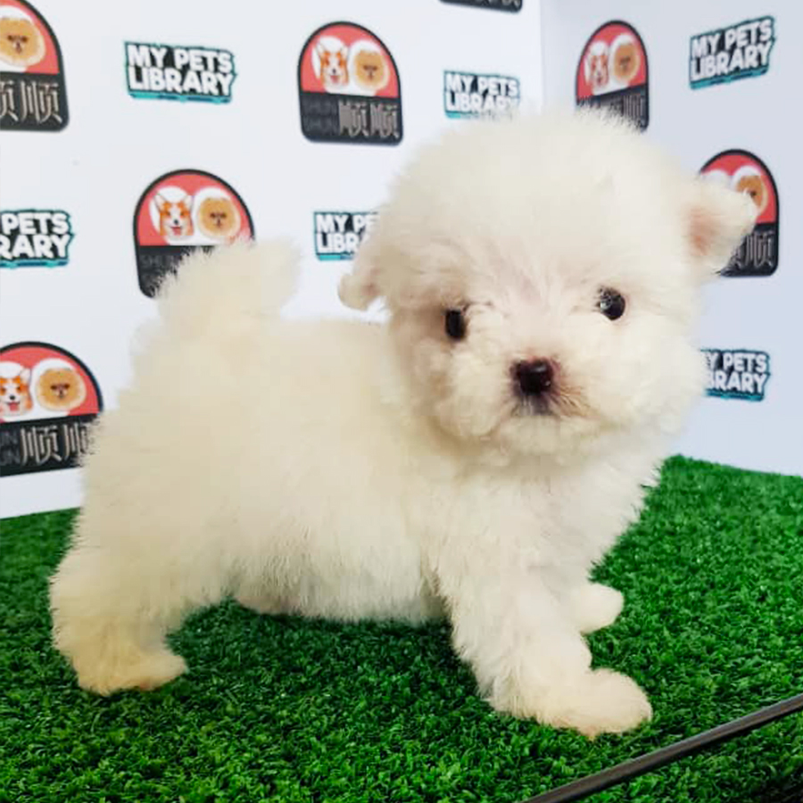 Cream White Maltese Puppy (Female) For Sale
