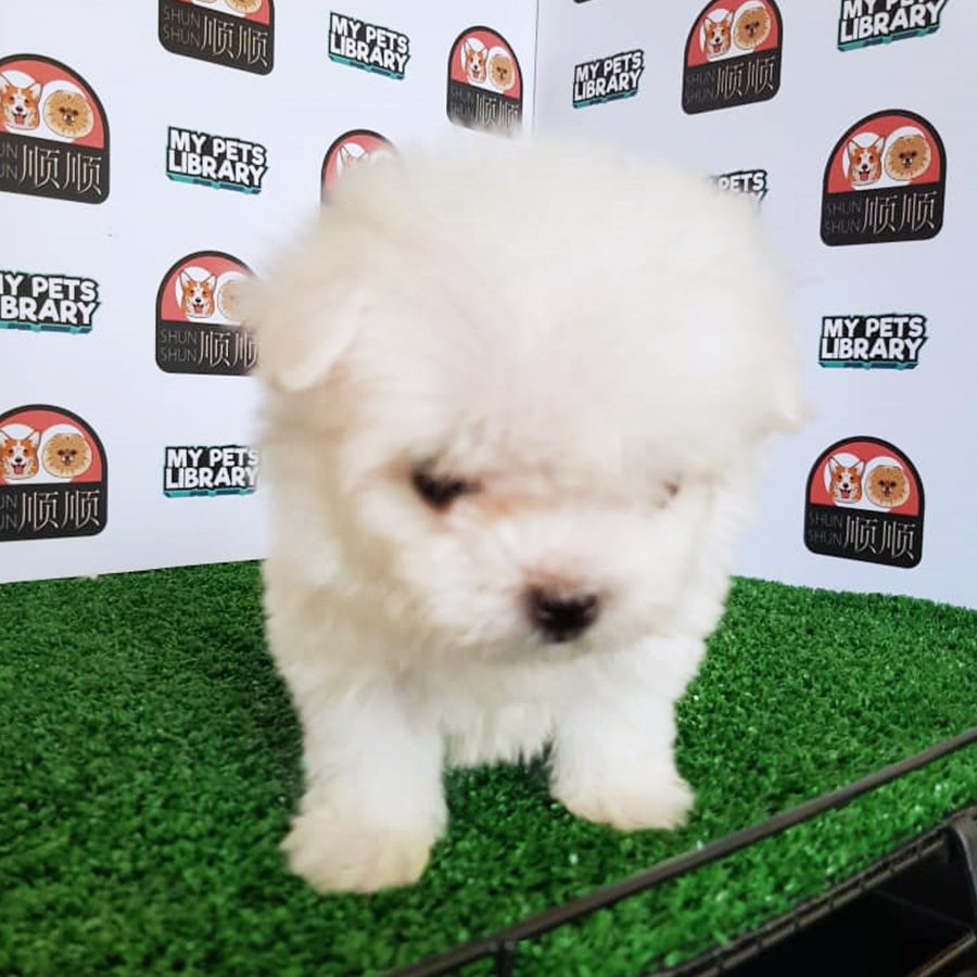 White Maltese Puppy (Female) For Sale