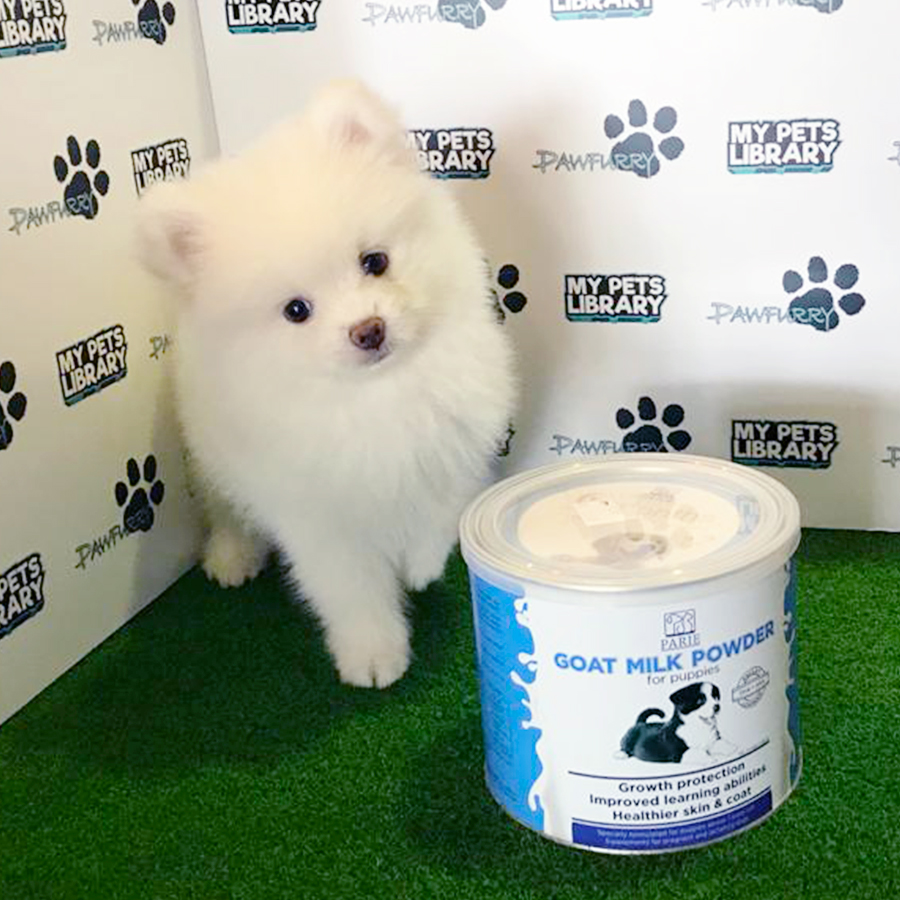 White Pomeranian Puppy (Male) For Sale