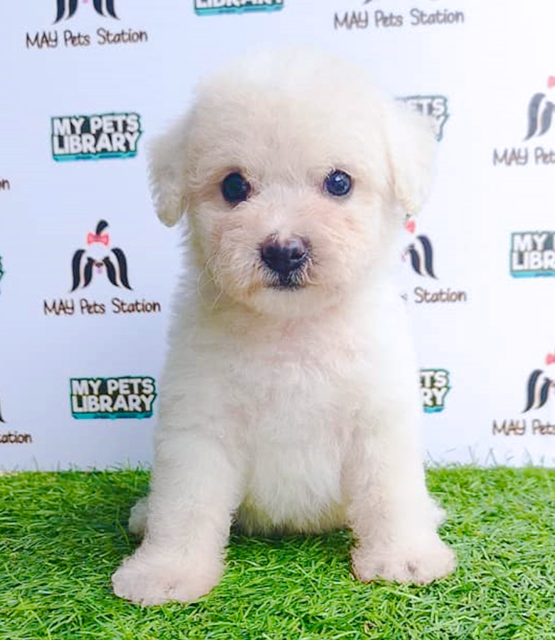 Cream White Toy Poodle Puppy (Male) For Sale