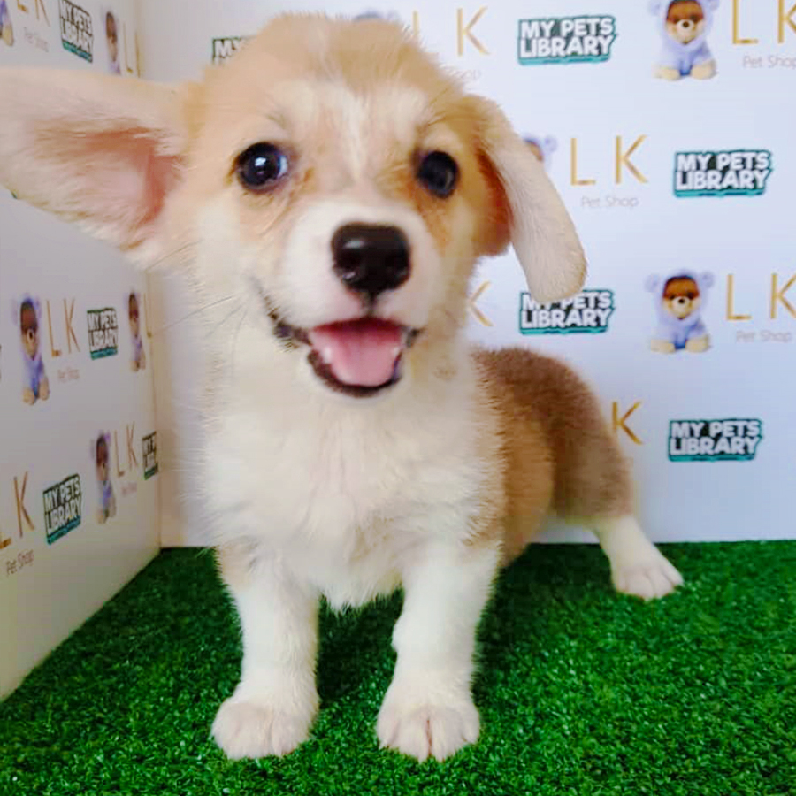 Welsh Corgi Puppy (Female) For Sale