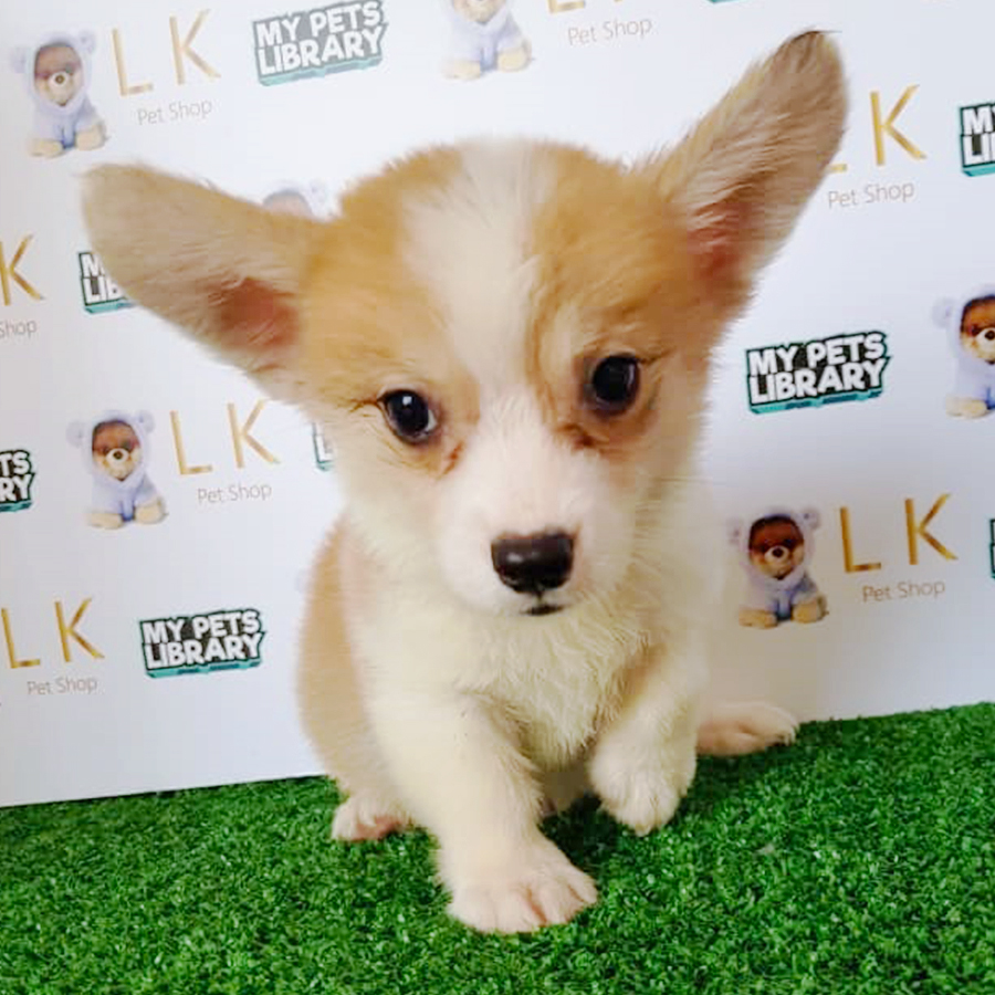 Welsh Corgi Puppy (Male) For Sale