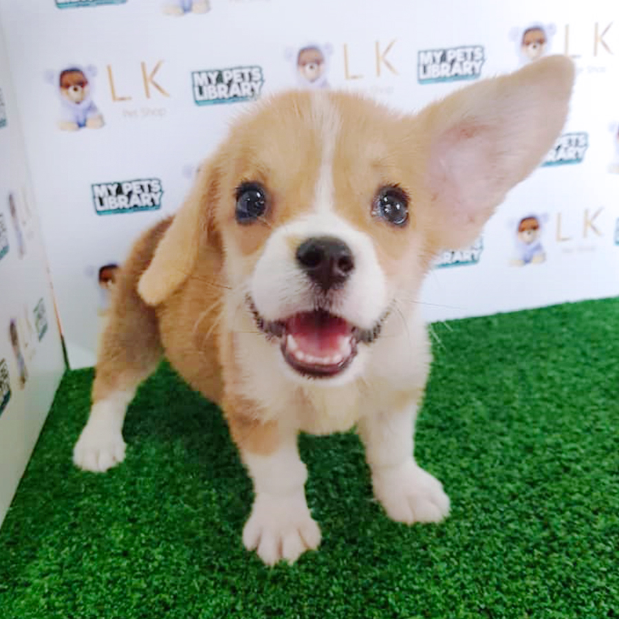 Welsh Corgi Puppy (Female) For Sale