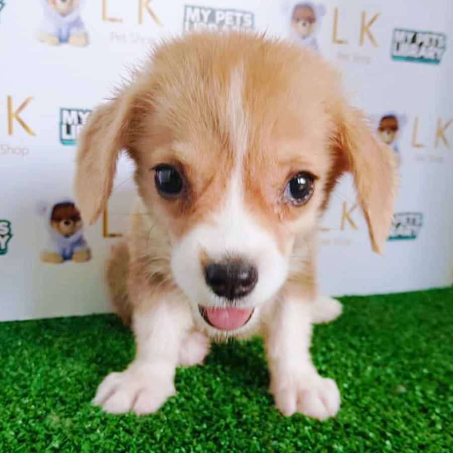 Welsh Corgi Puppy (Female) For Sale