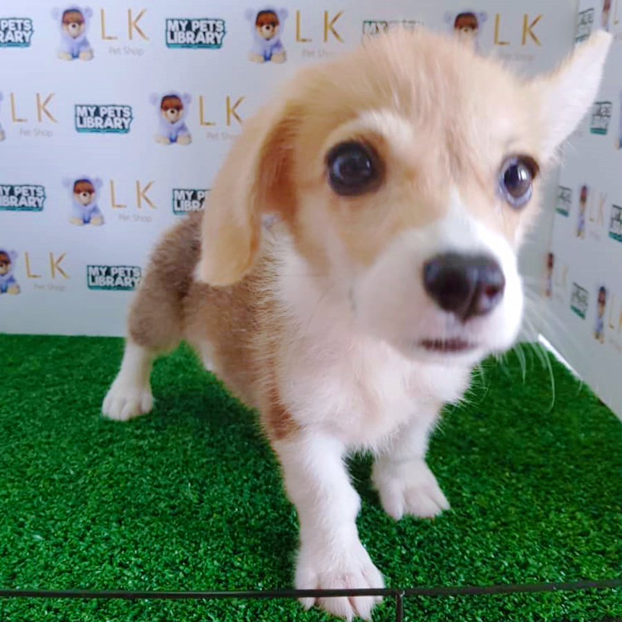 Welsh Corgi Puppy (Female) For Sale