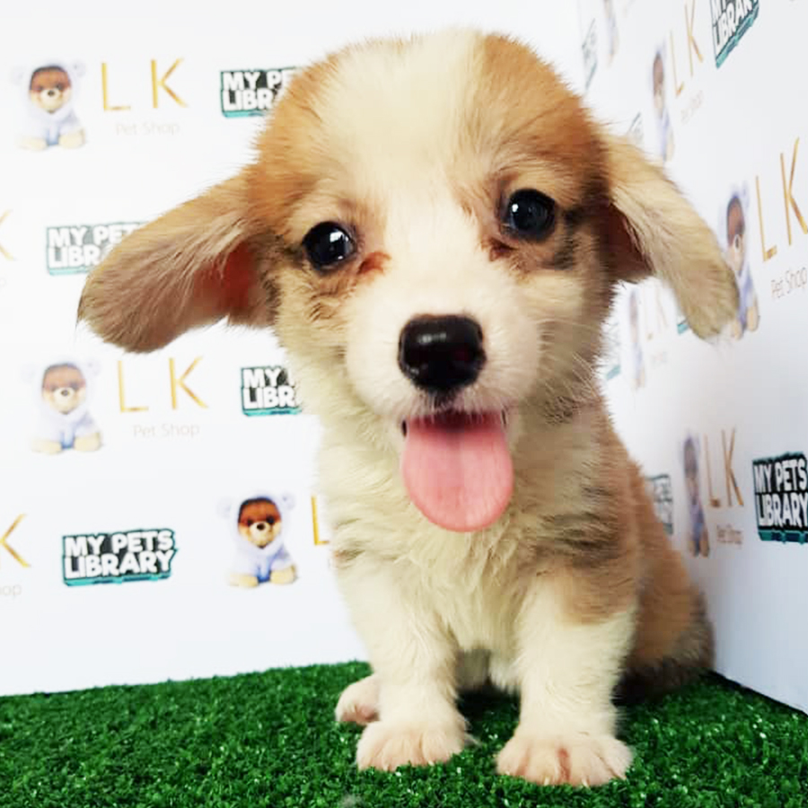 Welsh Corgi Puppy (Female) For Sale