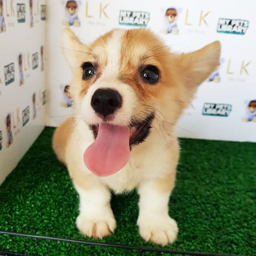 Welsh Corgi Puppy (Male) For Sale