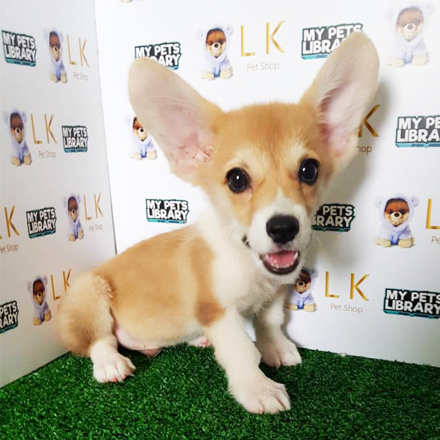 Welsh Corgi Puppy (Male) For Sale