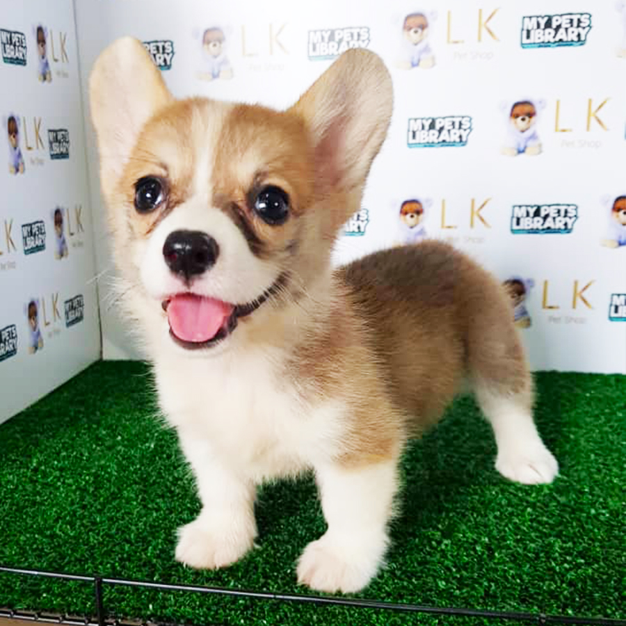 Welsh Corgi Puppy (Female) For Sale