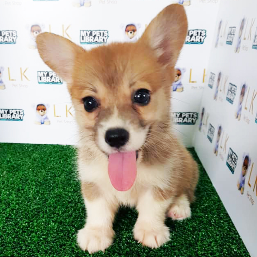 Welsh Corgi Puppy (Male) For Sale
