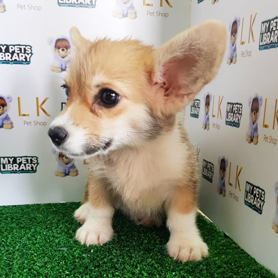 Welsh Corgi Puppy (Male) For Sale