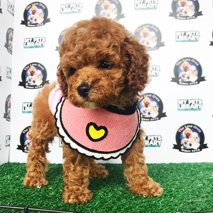 Red Tiny Poodle Puppy (Female) For Sale