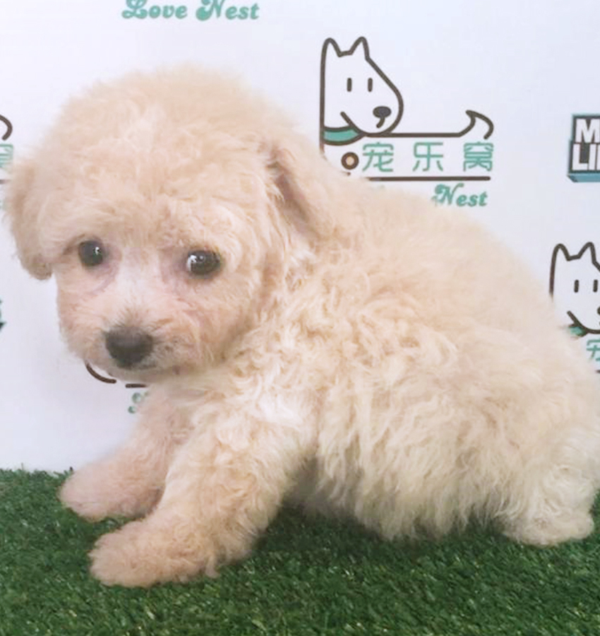 Cream Toy Poodle Puppy (Male) For Sale