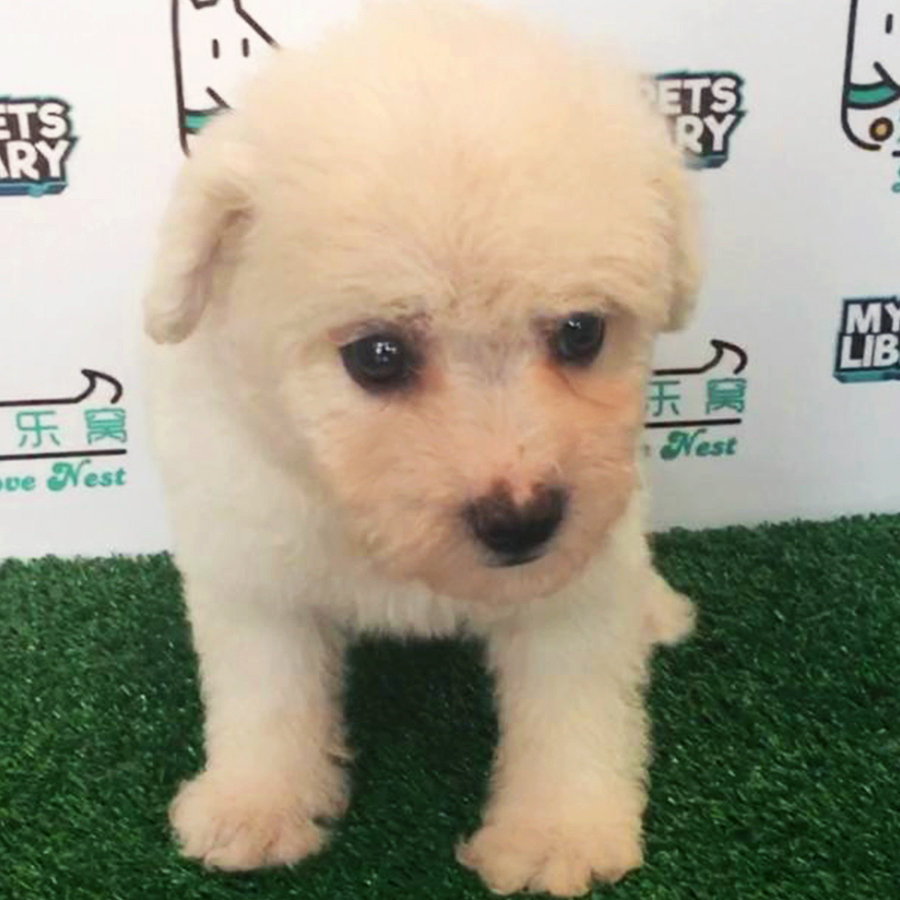 Cream White Toy Poodle Puppy (Male) For Sale