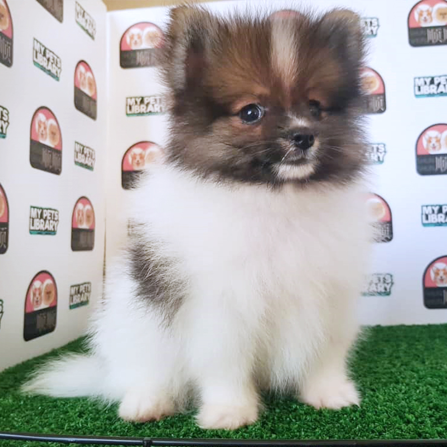 Tri Colour Pomeranian Puppy (Male) For Sale
