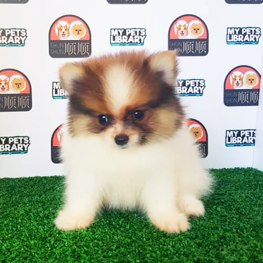 Tri Colour Pomeranian Puppy (Female) For Sale