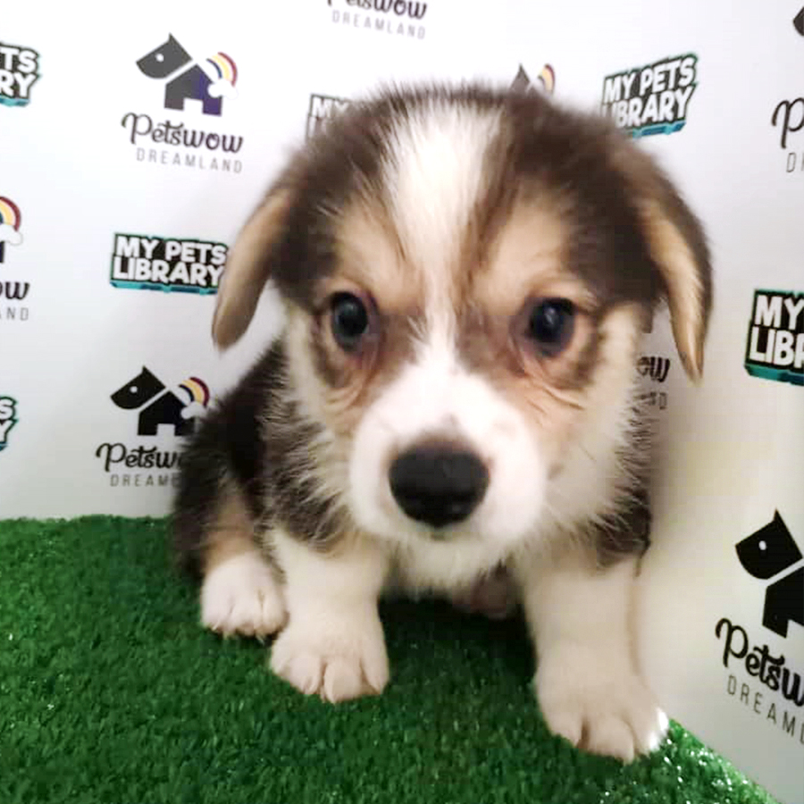 Pembroke Welsh Corgi Puppy (Male) For Sale