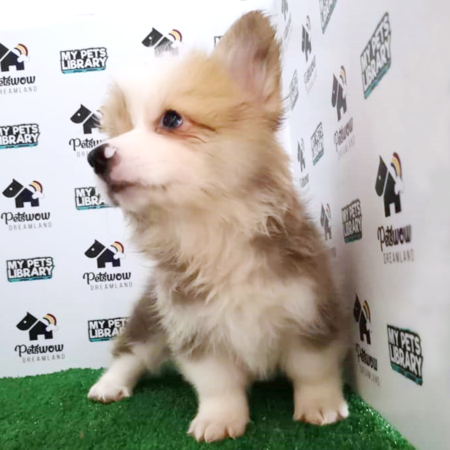 Pembroke Welsh Corgi Puppy (Male) For Sale