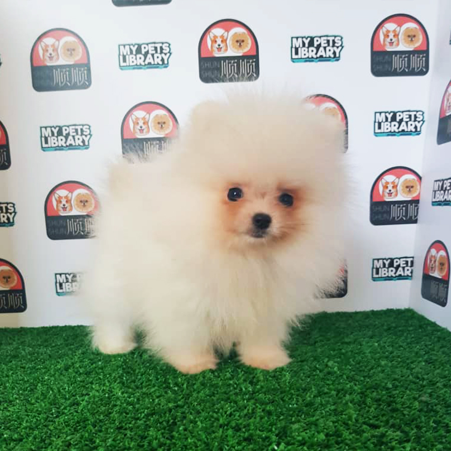 Cream Pomeranian Puppy (Male) For Sale