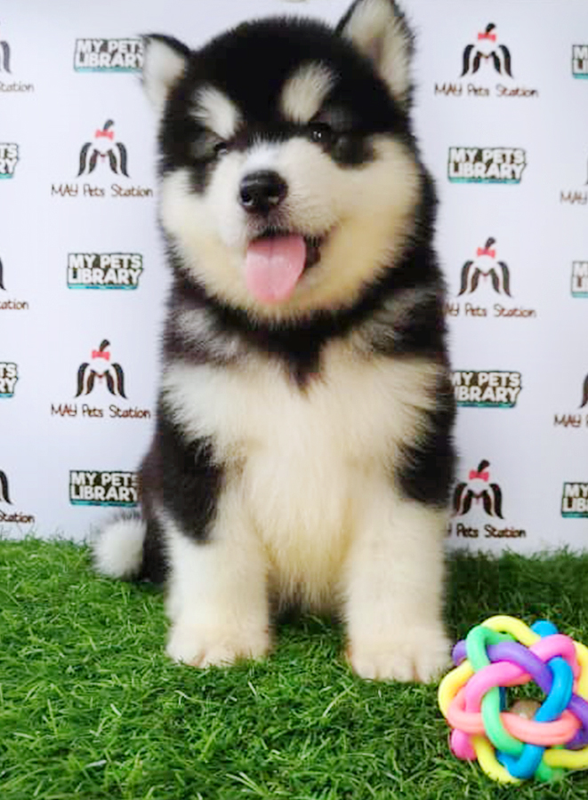 Alaskan Malamute Puppy (Male) For Sale