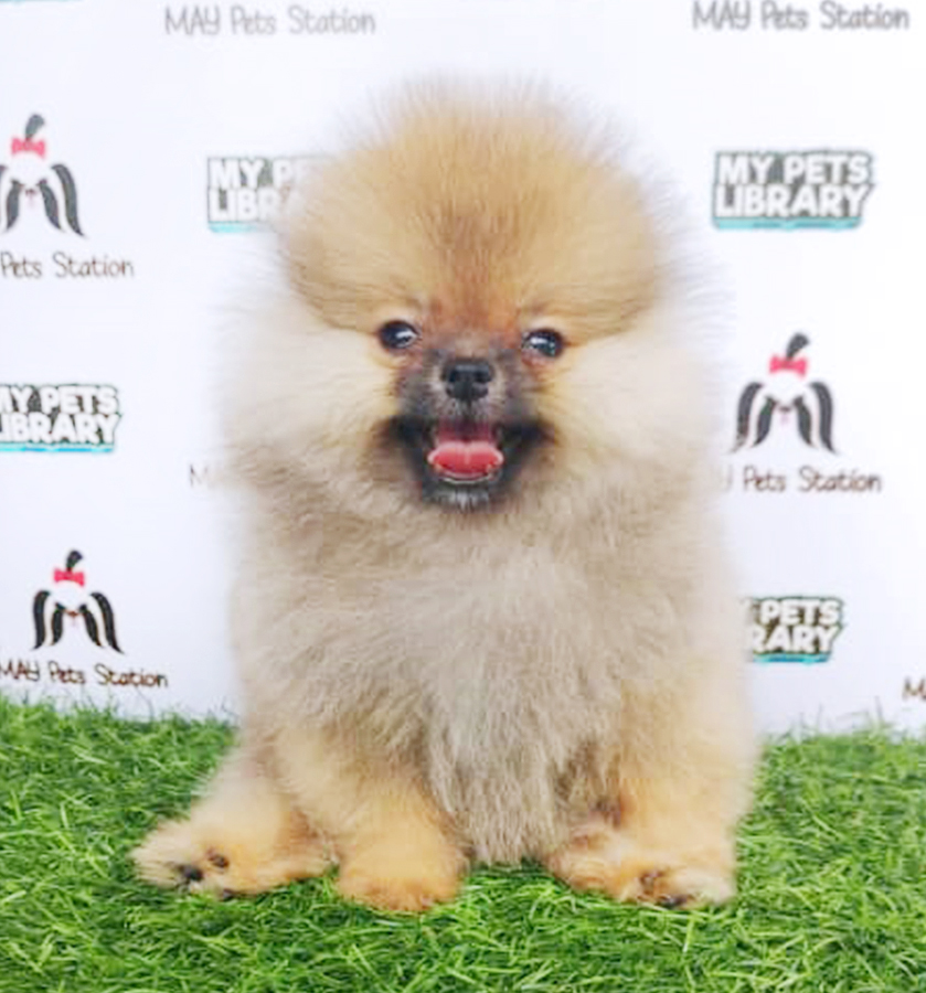 Sable Brown Tiny Pom Puppy (Female) For Sale