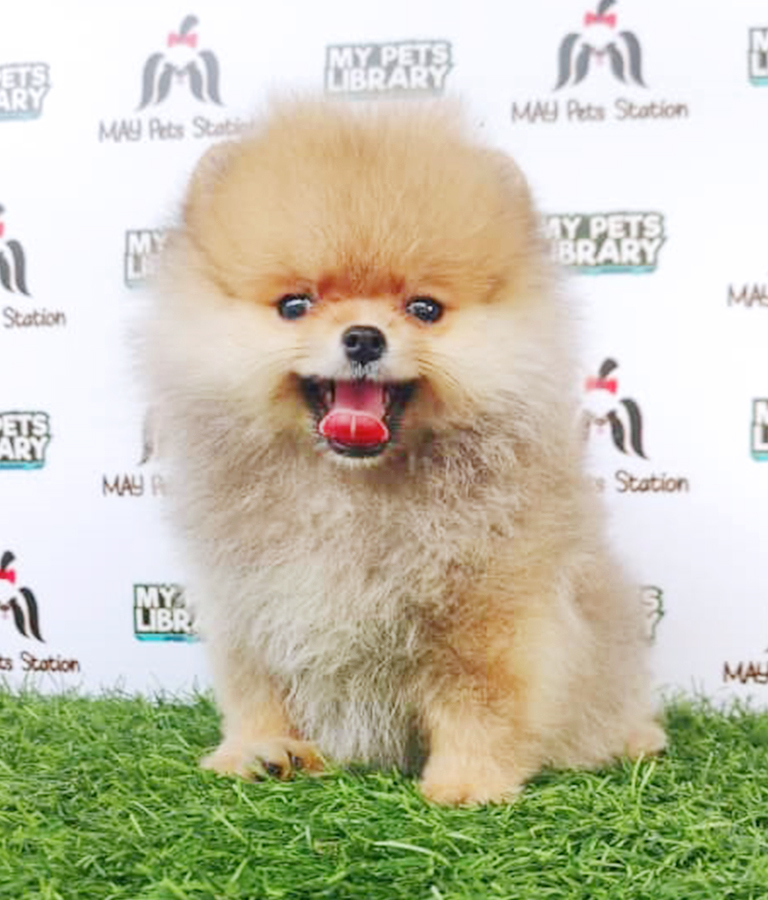Sable Brown Tiny Pom Puppy (Male) For Sale