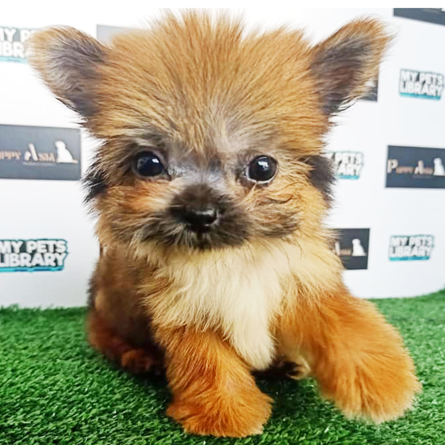 Mix Breed Puppy (Male) For Sale