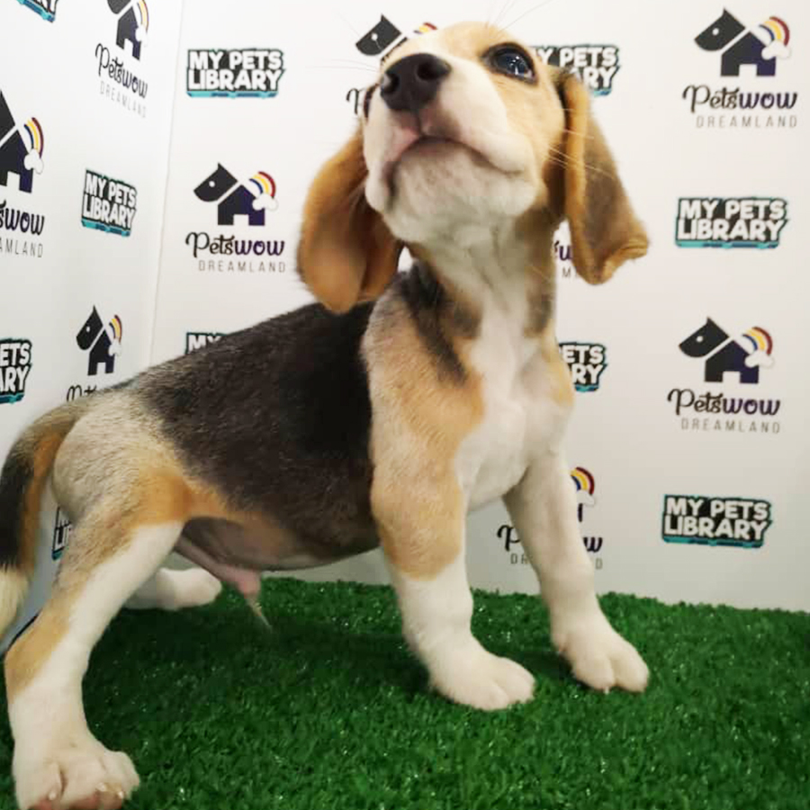 Beagle Puppy (Male) For Sale