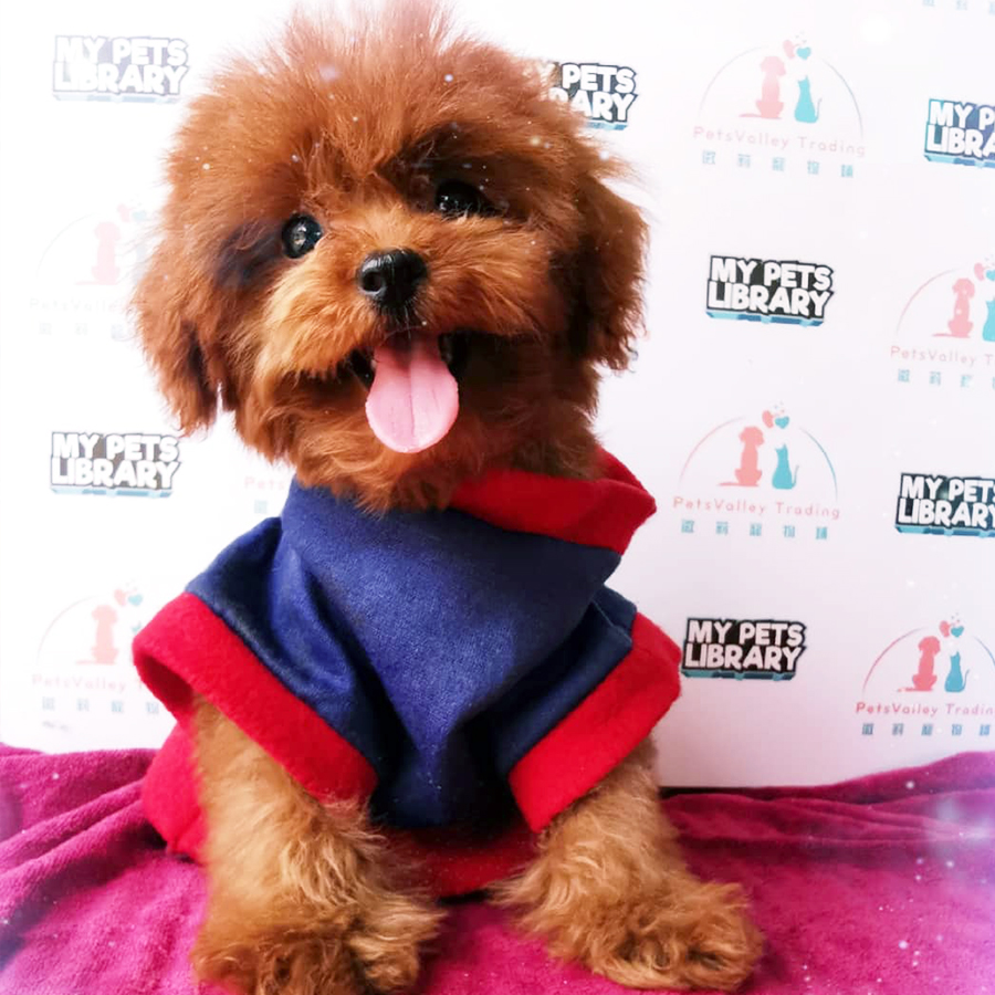 Red Tiny Poodle Puppy (Male) For Sale