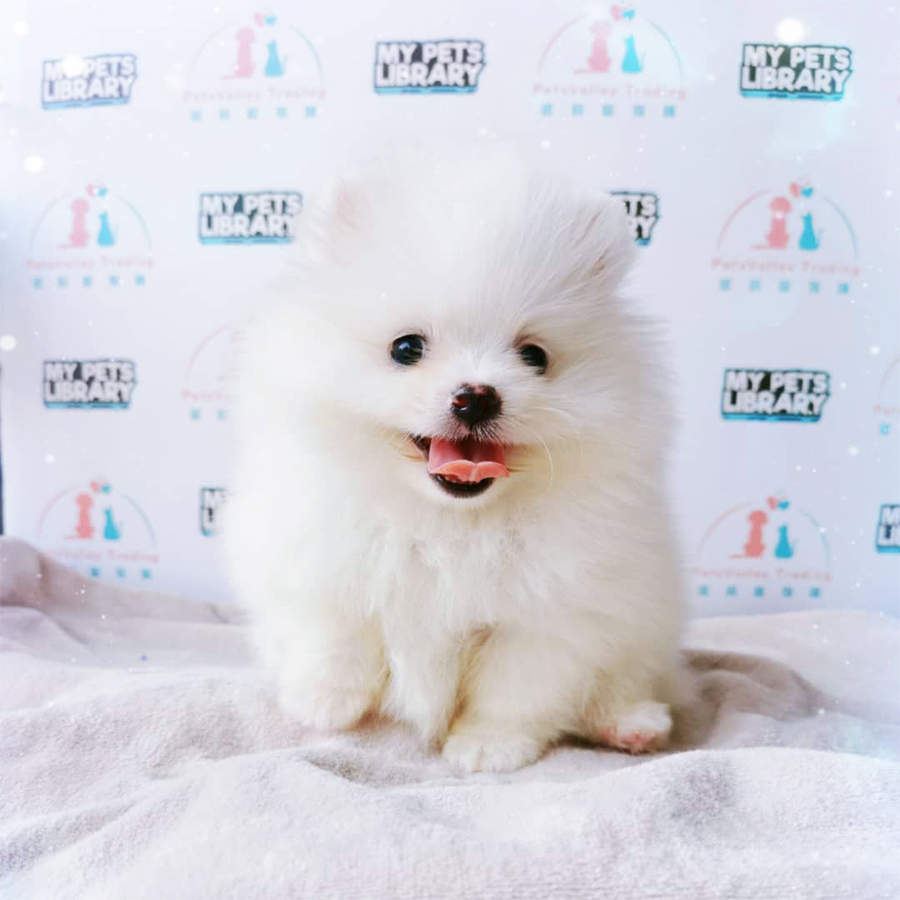 White Pomeranian Puppy (Female) For Sale