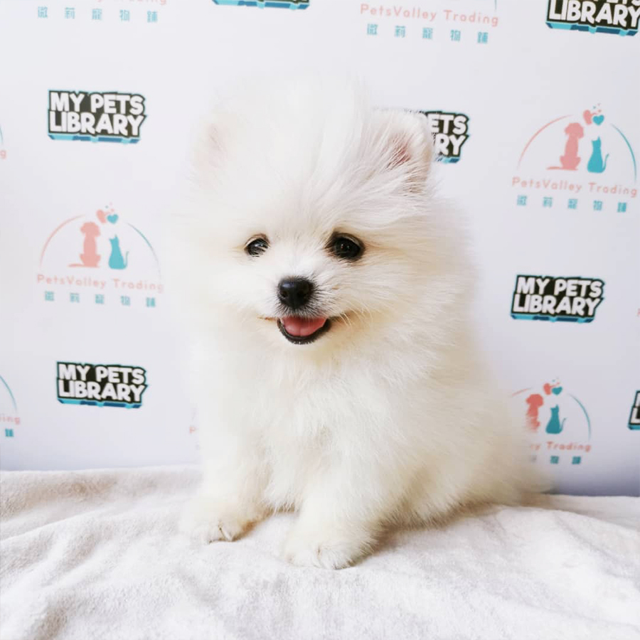 White Pomeranian Puppy (Male) For Sale