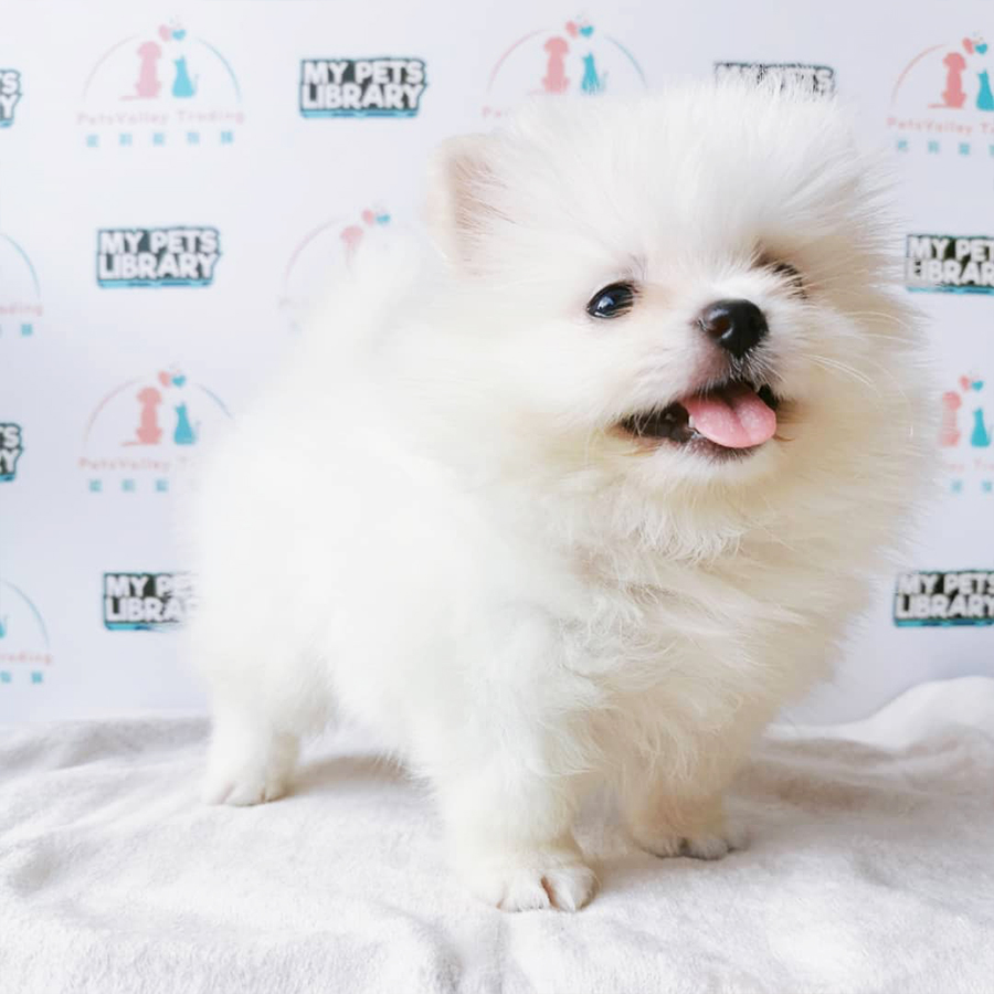 White Pomeranian Puppy (Female) For Sale