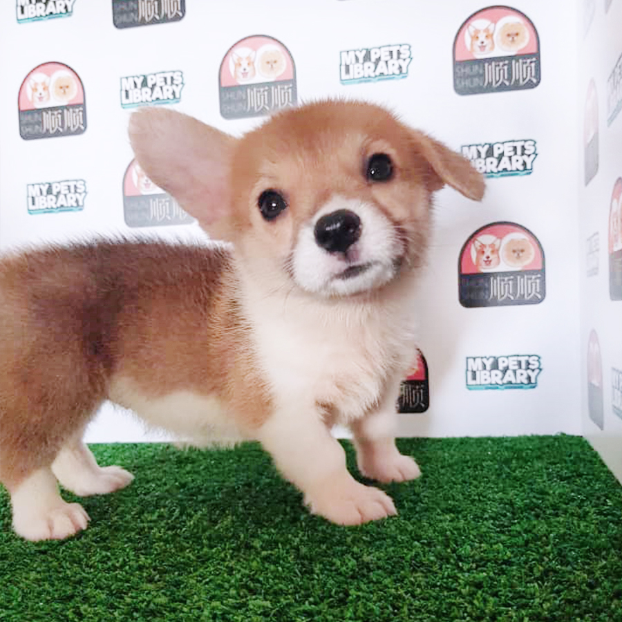 Welsh Corgi Puppy (Female) For Sale