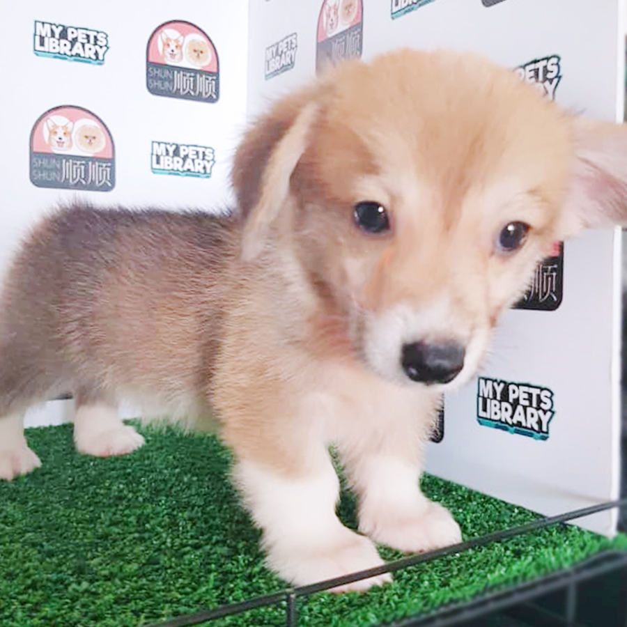 Welsh Corgi Puppy (Female) For Sale