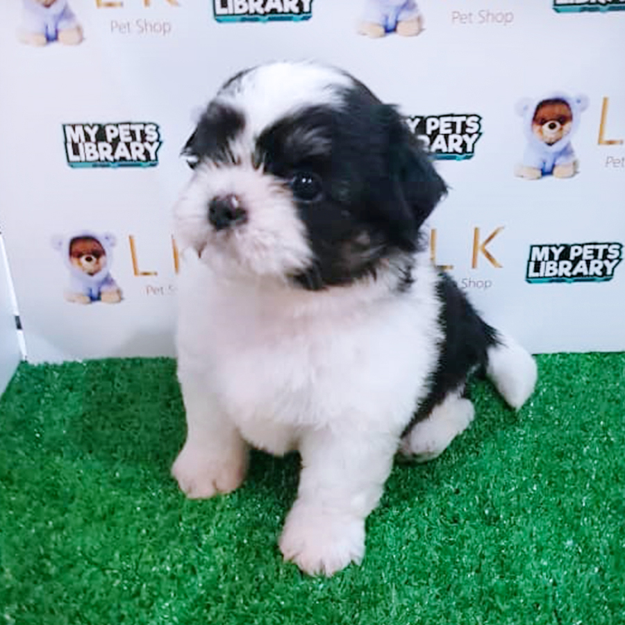 Parti Shih Tzu Puppy (Male) For Sale
